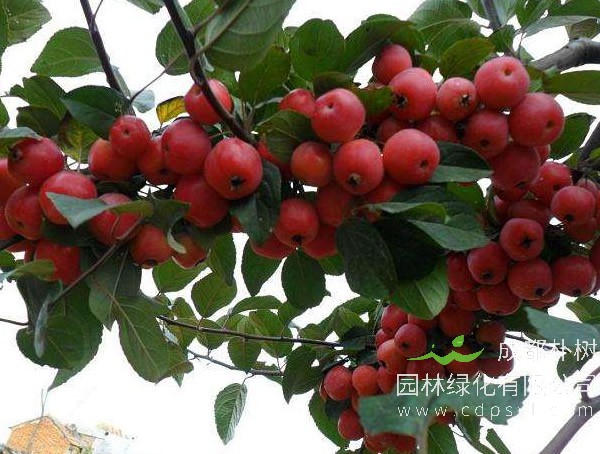 秋冬季节可以种植冬红海棠吗？