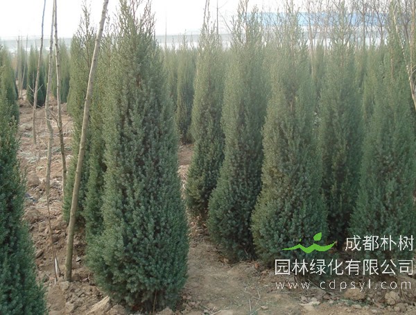 刺柏图片-形态特征-生态习性-分布情况-主要价值以及植物文化