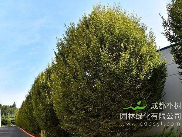 鹅耳枥的外形有哪些特点？