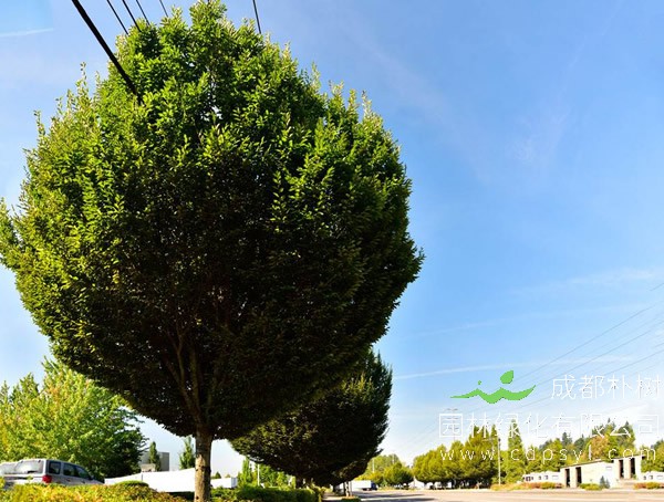 鹅耳枥怎么养护管理？