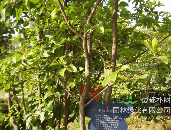 普陀鹅耳枥的树木为什么最珍贵？