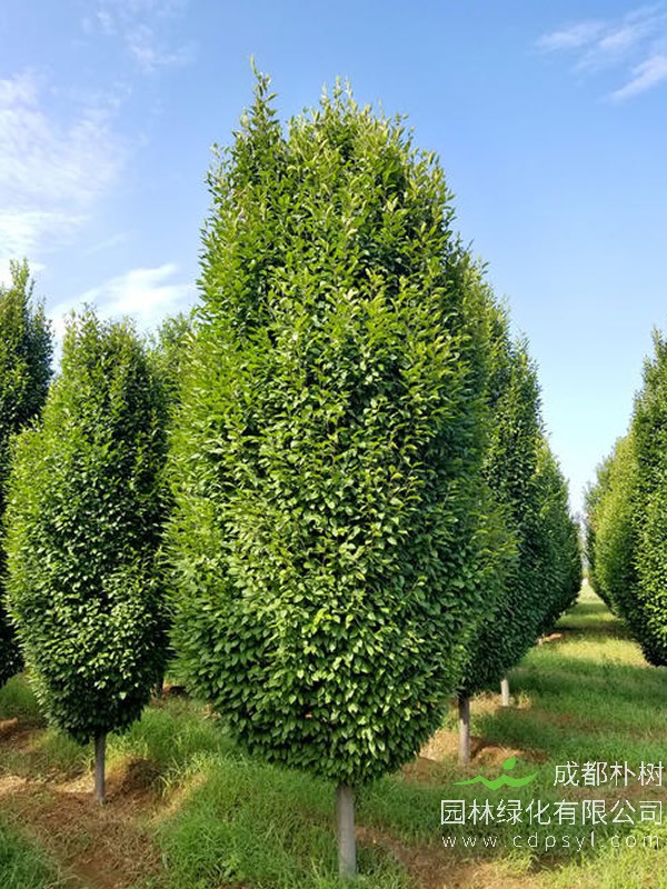 怎样制作鹅耳枥盆栽？