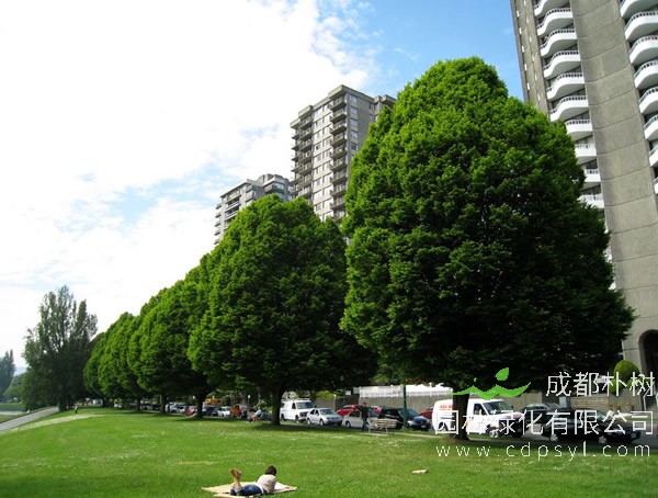 鹅耳枥的果熟期是几月份？