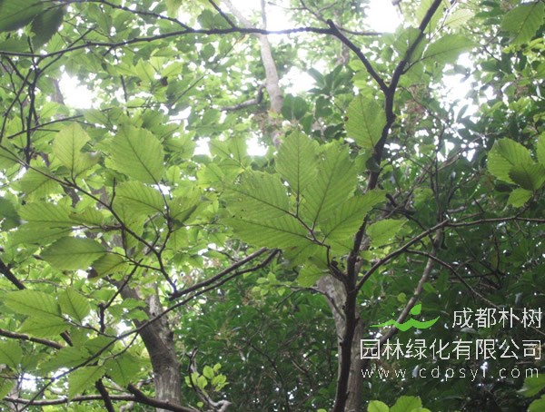 普陀鹅耳枥分布在什么地方？