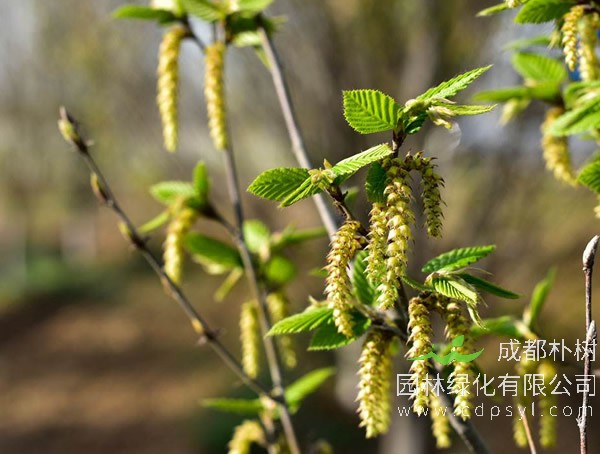 鹅耳枥移植需注意哪些事项？