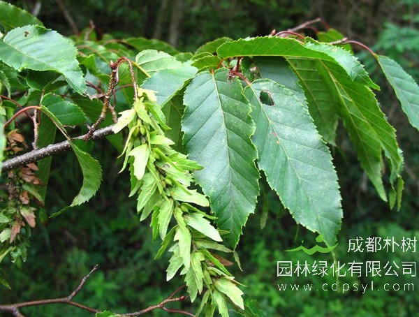 桦木科鹅耳枥属分布在哪些地方？