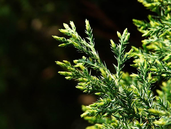 刺柏图片-形态特征-生态习性-分布情况-主要价值以及植物文化