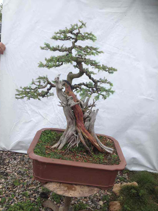 侧柏和刺柏的区别有哪些？