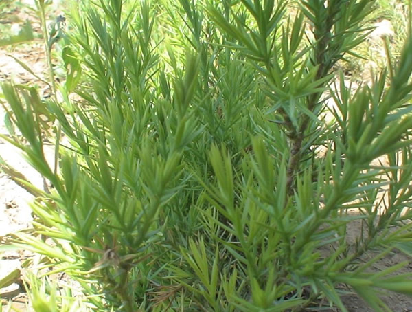 家里可以养刺柏吗？