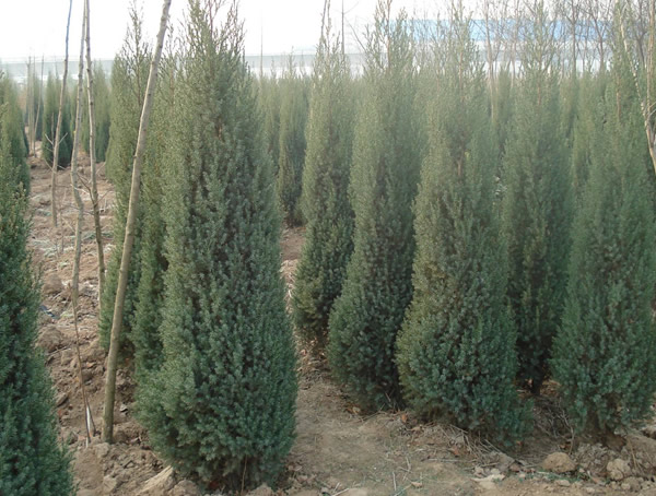 刺柏的形态有哪些特征？