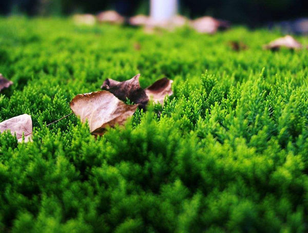 刺柏具有怎样的生长习性？