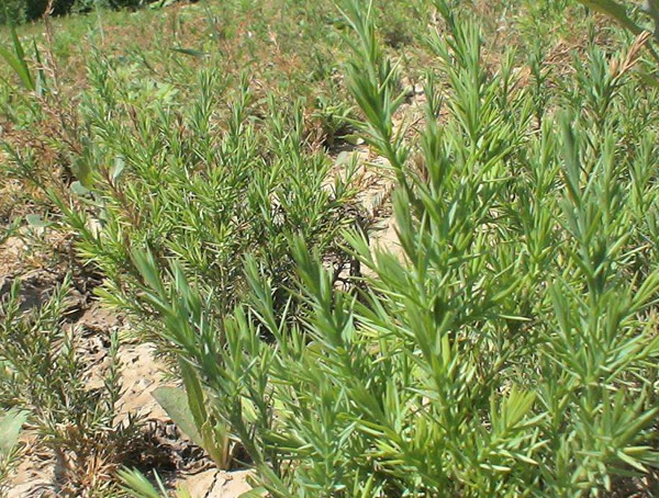 刺松和刺柏是同一种植物吗?
