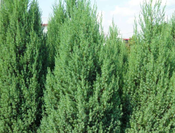 刺柏分布在中国哪些地方？