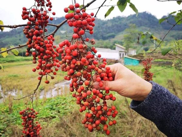 山桐子怎样种植？山桐子的栽培技术有哪些？