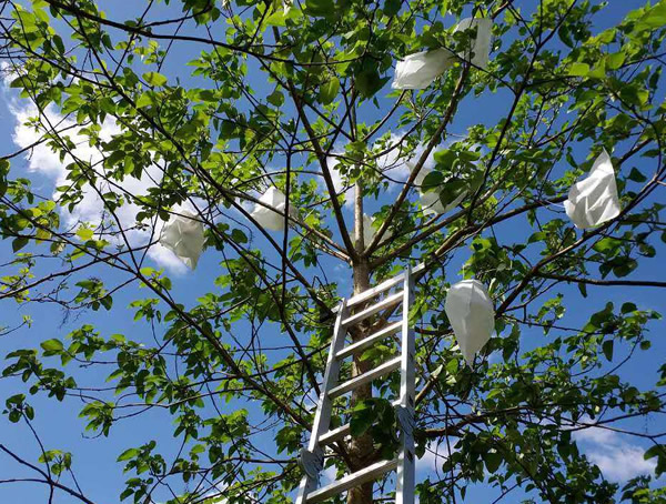 种植山桐子有前途吗？