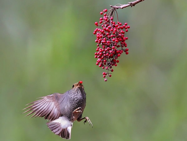 山桐子的生态习性是怎样的？
