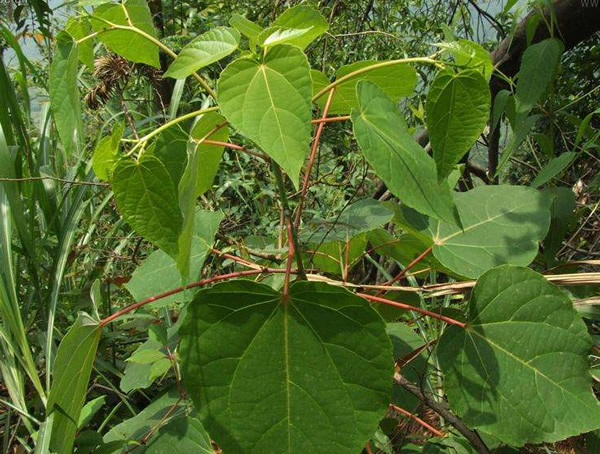 毛叶山桐子开花不挂果是什么情况？