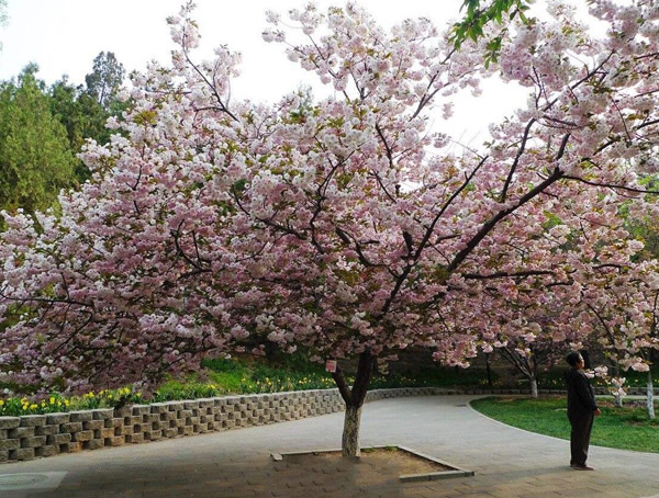 日本晚樱图片-形态特征-生长环境-分布范围-主要价值以及品种分类