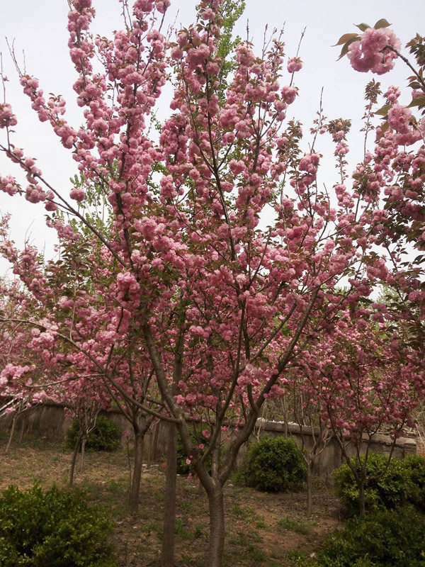 日本晚樱的形态特征有哪些？