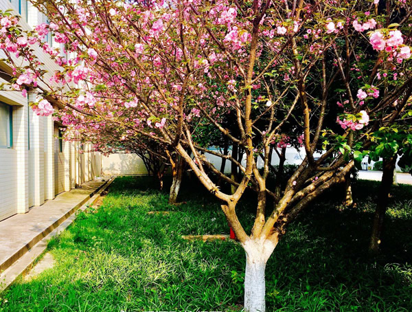 日本早樱和日本晚樱该如何区分？