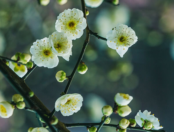 绿梅图片-形态特征-分布-生长环境以及主要价值