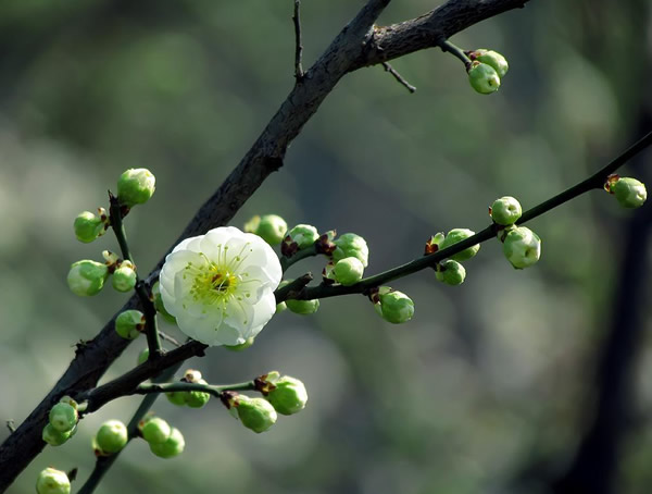 怎样种植绿梅？种植绿梅的技巧是什么？
