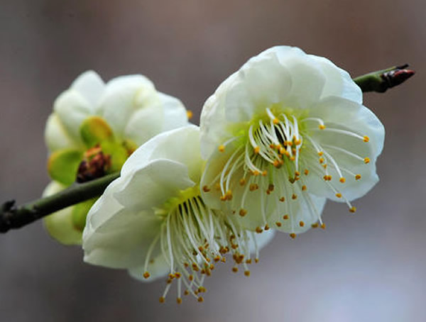 绿梅怕冻吗？绿梅的生长习性是什么？