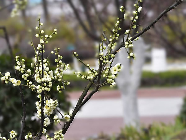 盆栽梅花桩绿梅怎么饲养？