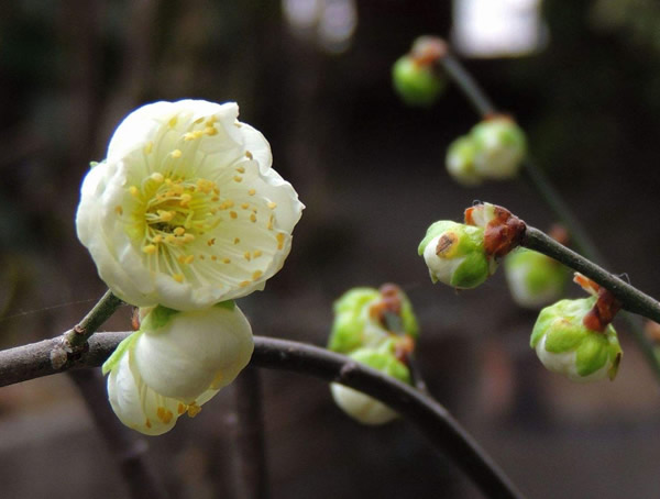 绿梅适合在海南种植吗？