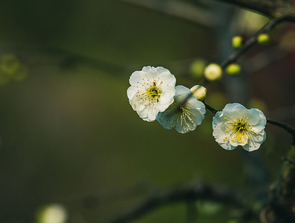 绿梅花的功效与作用有哪些？