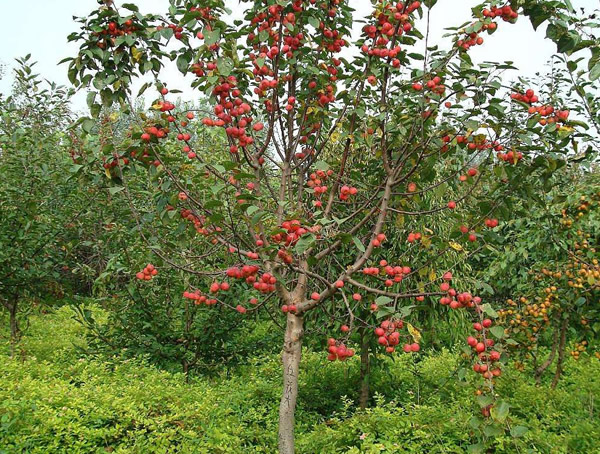 冬红海棠图片-形态特征-分布范围-主要价值以及栽培技术