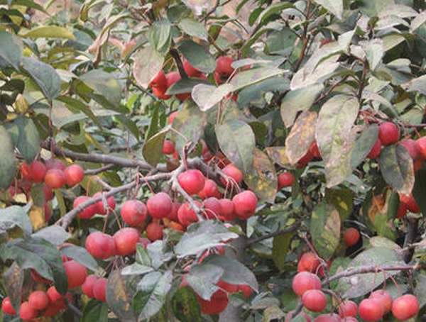 什么是冬红海棠，观赏性如何？