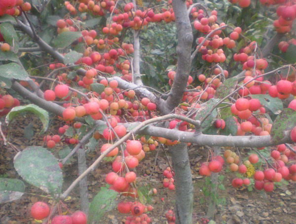冬红海棠和冬红果海棠是同一种植物吗？