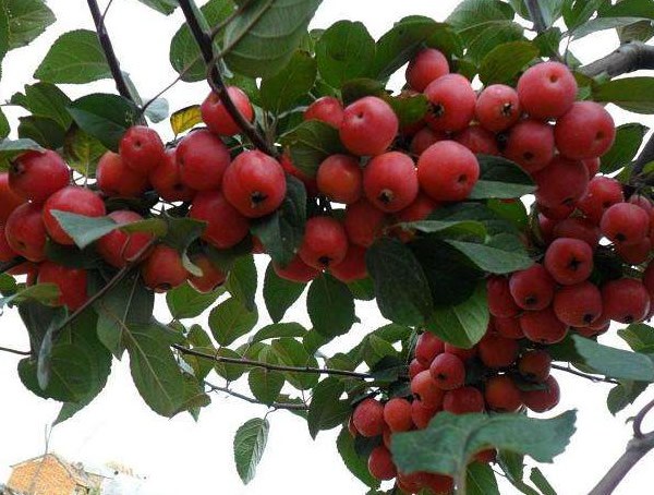 秋冬季节可以种植冬红海棠吗？