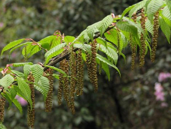 鹅耳枥图片-形态特征-主要变种-产地生境以及主要价值