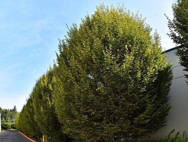 鹅耳枥的外形有哪些特点？