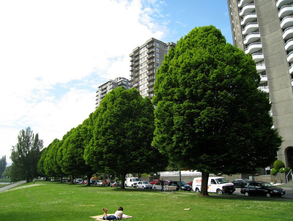 鹅耳枥的果熟期是几月份？