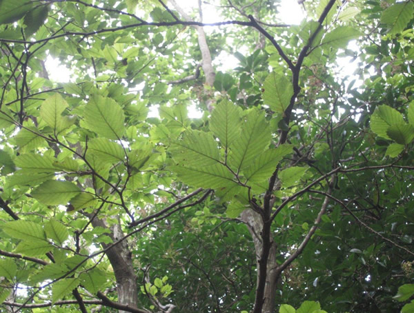 普陀鹅耳枥分布在什么地方？