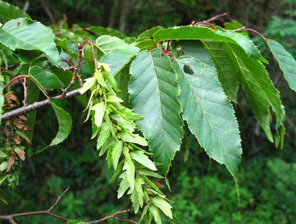 桦木科鹅耳枥属分布在哪些地方？