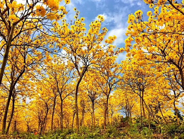 黄花风铃木的花能吃吗？