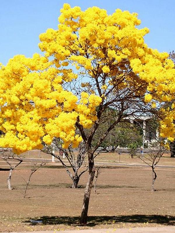 黄花风铃木的特点有哪些？