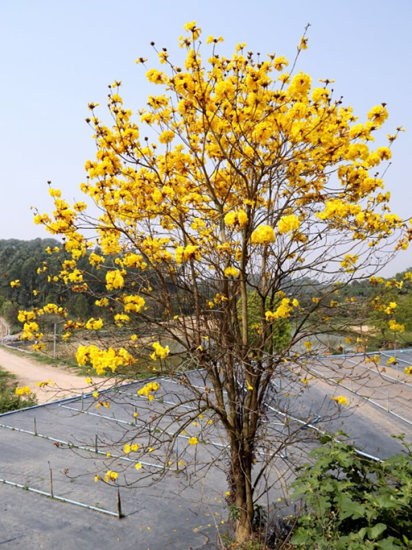 如何修剪一年生的黄花风铃木？