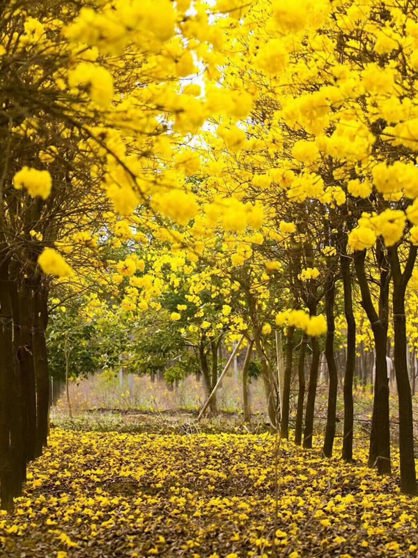 黄花风铃木是没有叶子的吗？