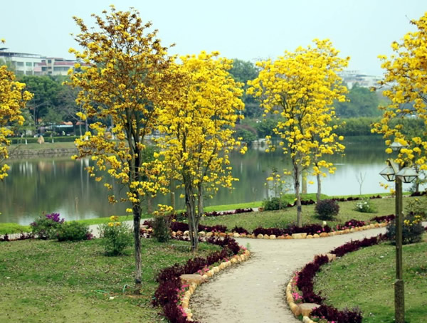 黄花风铃木的种子什么时候成熟？