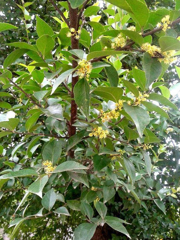 青冈栎树有哪些特征？