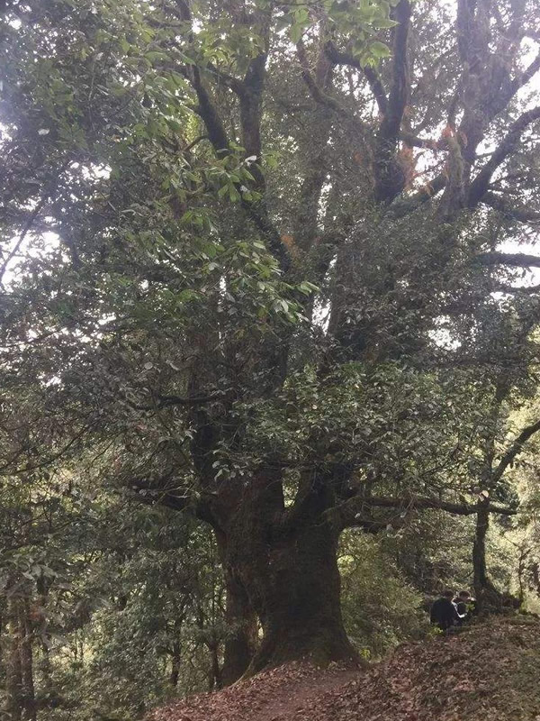 青冈栎有哪些环保用途？