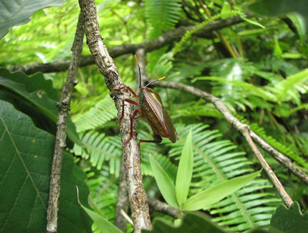 青冈栎的生长习性有哪些？