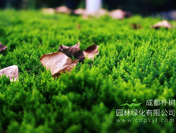 刺柏具有怎样的生长习性？