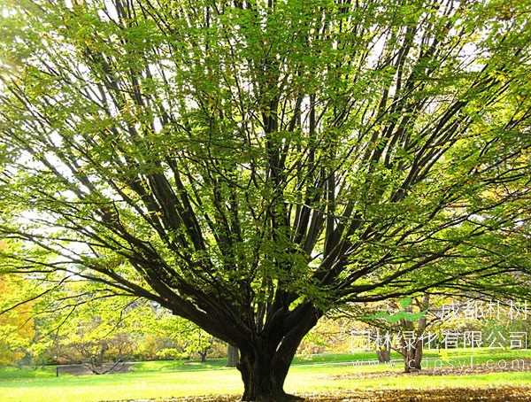 鹅耳枥老桩盆景怎么发芽制作？如何养护？