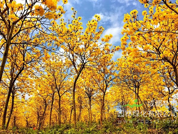 黄花风铃木的花能吃用吗？
